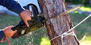 Professional Tree Care in Bull Run Mountain Estates, VA